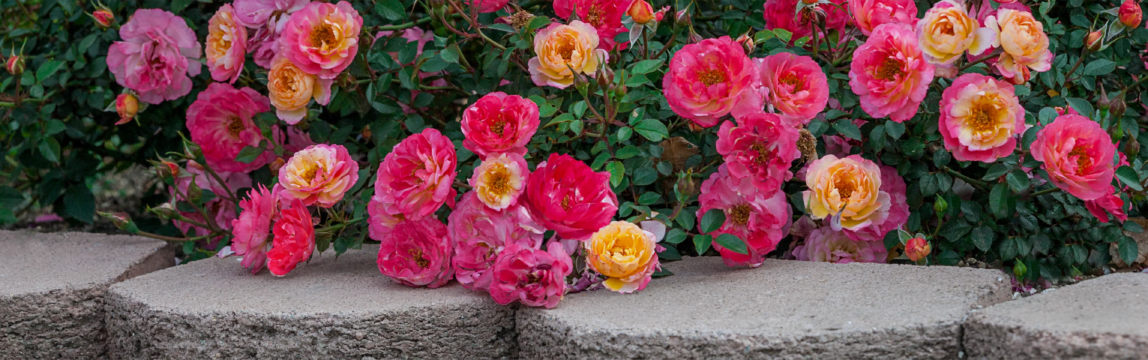 Cultivate Excellence Since 1849