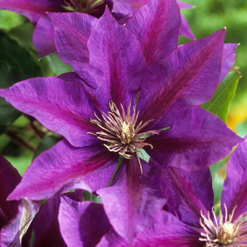 Clematis & Vines on Sale