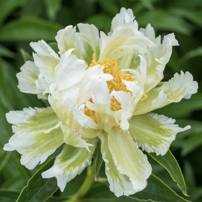 Peonies on Sale
