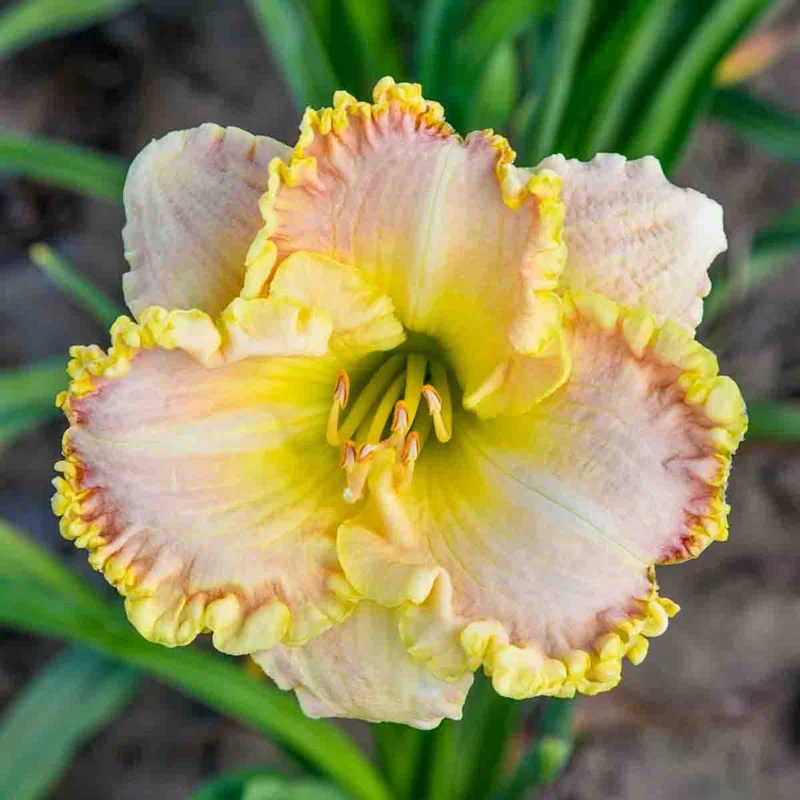 Daylilies on Sale